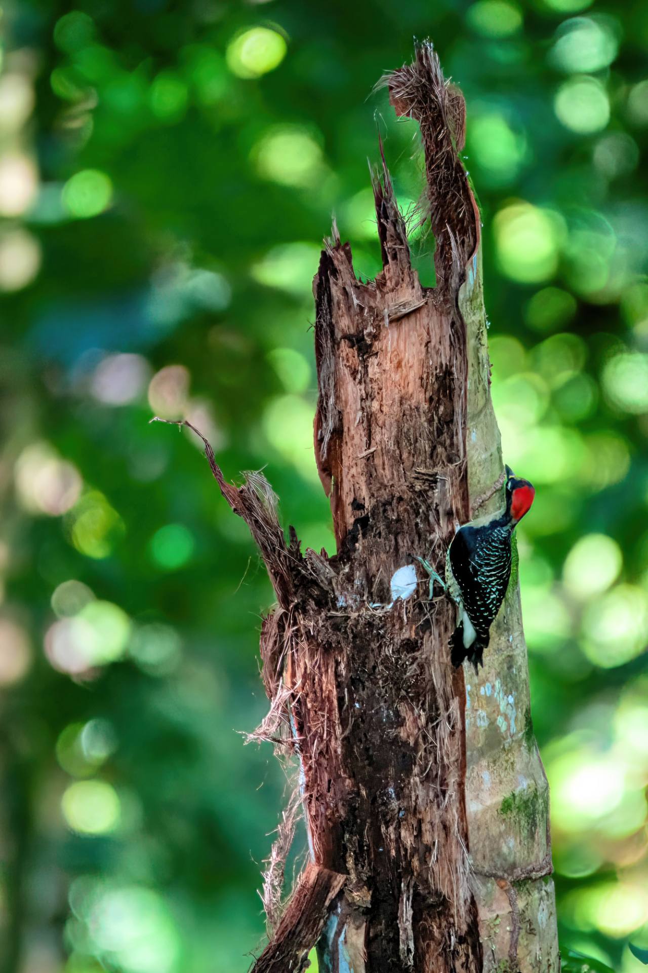 Schläfenfleckspecht (Melanerpes pucherani)